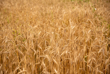 Horizontal photo full frame of ripe rye as a backdrop.