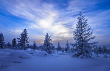 Fototapeta na wymiar Winter landscape. Forest, cloudy sky, sunset over snow-covered forest.