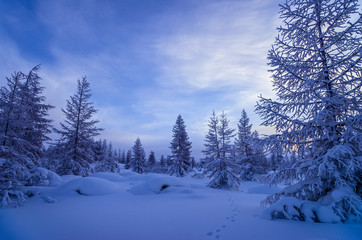Winter landscape. Forest, cloudy sky, sunset over snow-covered forest.