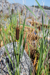 Archipelago landscape, reeds in the water