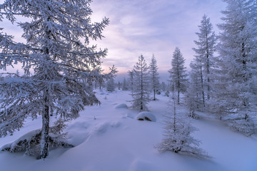 Winter landscape. Forest, cloudy sky, sunset over snow-covered forest.
