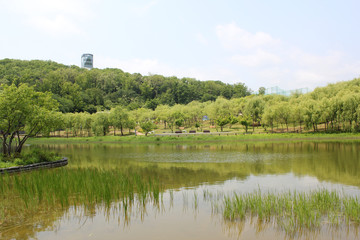 Fototapeta na wymiar Lake in the spring park. 