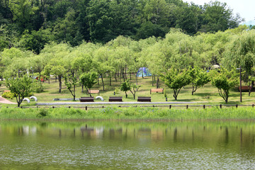 Fototapeta na wymiar Spring Park. Lake in the spring park. Spring landscape.
