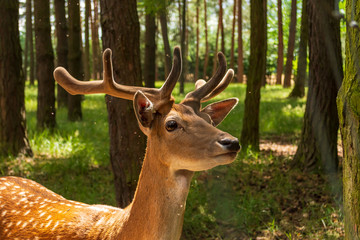 ein Damhirsch im Wald
