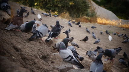 pigeons valley