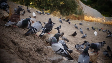 Obraz premium pigeons valley