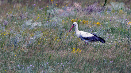 bird, adebar, natur, tier, weiß, wild lebende tiere, schnabel, gras, 