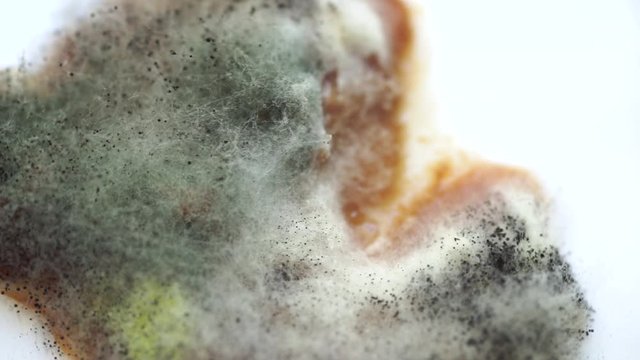 Rotten apricot covered with mold and fungus