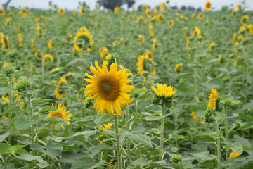 GROUP OF YELLOW SUNFLOWER IN FARM FIELD 