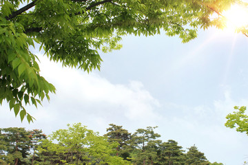 fresh green leaf and branch on blue sky