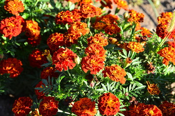 red and yellow flowers
