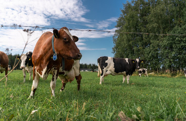 Fototapeta na wymiar brown and white & black cow in a green field during the summer in paimela, Finland 
