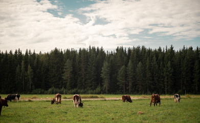 cows on a meadow during the summer in Finland