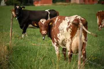 cows in a green field during the summer in Finland 