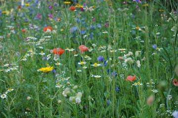 flower meadow with poppies