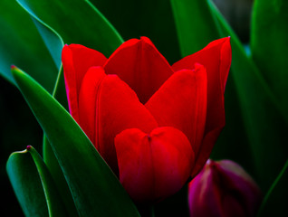 Obrazy na Szkle  Czerwony tulipan na tle liści