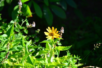 wild flowers in the grass