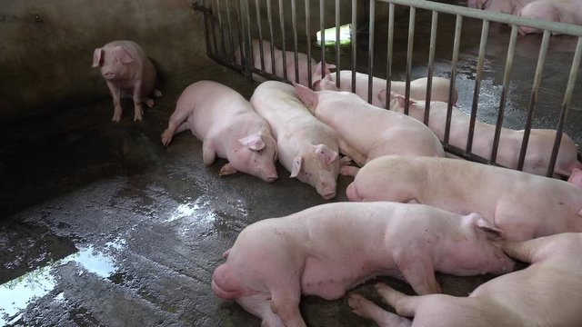 several adult pink pigs sleeping in a hatchery on a farm