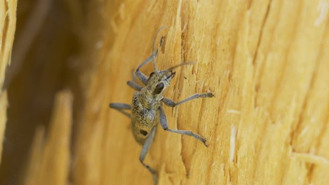 The closer look of the bug on the tree trunk