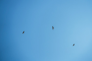 seagull bird in flight on blue sky