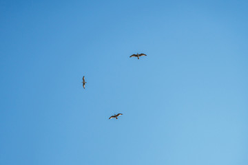 seagull bird in flight on blue sky