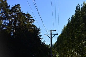 powerline in forest