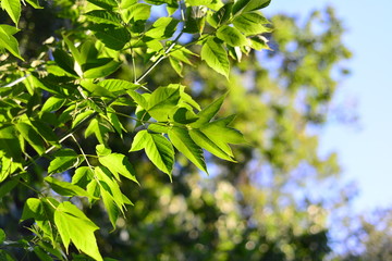 Leaves, sun and trees
