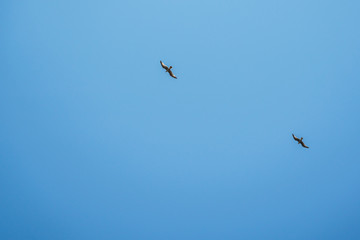 seagull bird in flight on blue sky