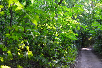 Leaves, sun and trees