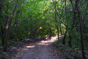 sun shining through trees