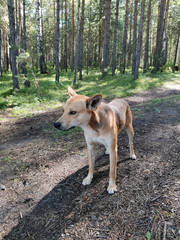 domestic dog in the woods in nature