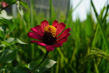 Red Zinnia flower close up and fresh green grass. Rice field background, outside nature background