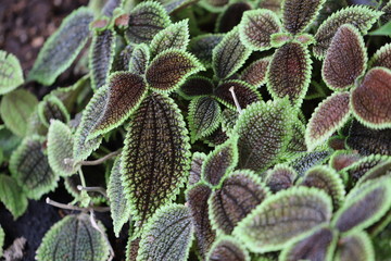 サトイモ科の紫色に緑色の縁ギザギザ葉のカミューラ
Camilla with beautiful jagged leaves.