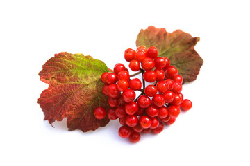 Viburnum berries isolated on white background. Red autumn Kalina berries with leaves.