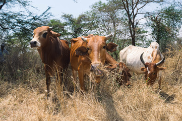 Dairy cattle and bulls grazing in dry land