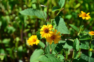 wild flowers in the grass