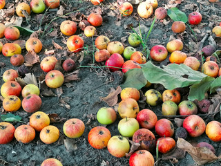 harvest apples under the tree in the garden