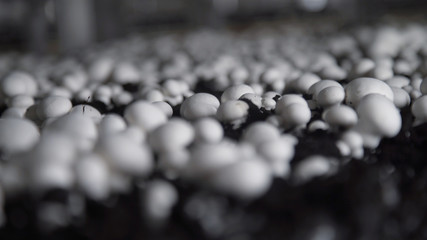 Mushrooms in the industry. The mushroom farm. Champignon production farm. Shelves rows. Shampion grown mushrooms. Modern agriculture
