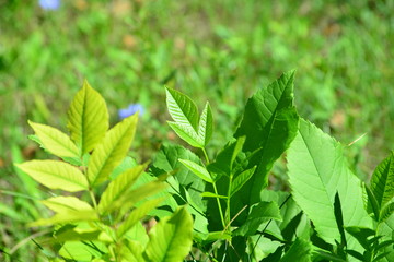 Leaves in the garden