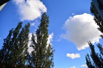 clouds and tree