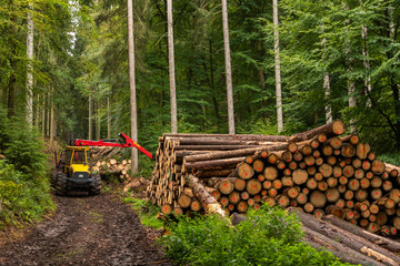 Holzvollernter im Wald bei der Arbeit, Bäume werden gefällt, entastet und für den Transport gestapelt.