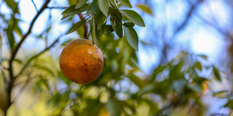 Natural organic orange fruit on tree in farm
