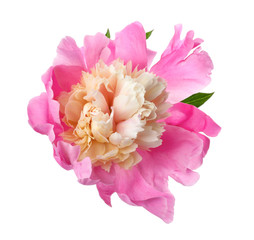 Beautiful pink peony flower isolated on white