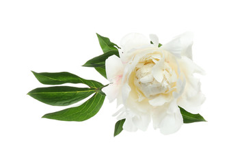 Beautiful fragrant peony flower isolated on white