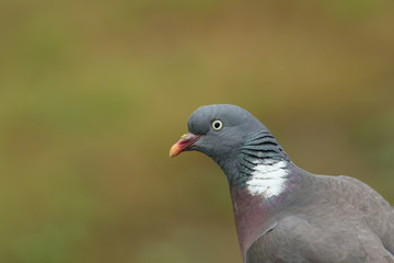 A head shot of a stunning Woodpidgeon, Columba palumbus.