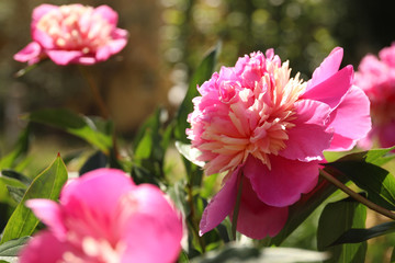 Fototapeta premium Closeup view of blooming pink peony bush outdoors