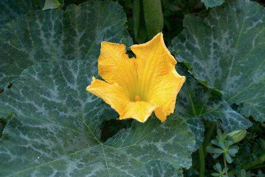 Photo with the image of a close-up of blooming gourd