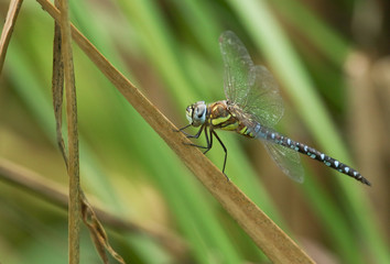A male Migrant Hawker Dragonfly, Aeshna mixta, perching on a reed at the edge of a lake in the UK.