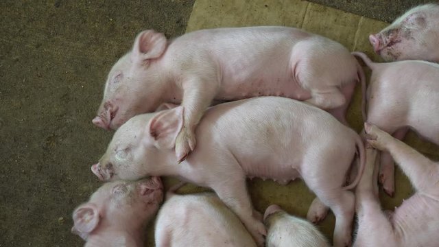 closeup of two cute little pink pigs sleeping together with their siblings on a breeding farm