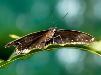 Brown Butterfly Open it's Wings like an Eagle